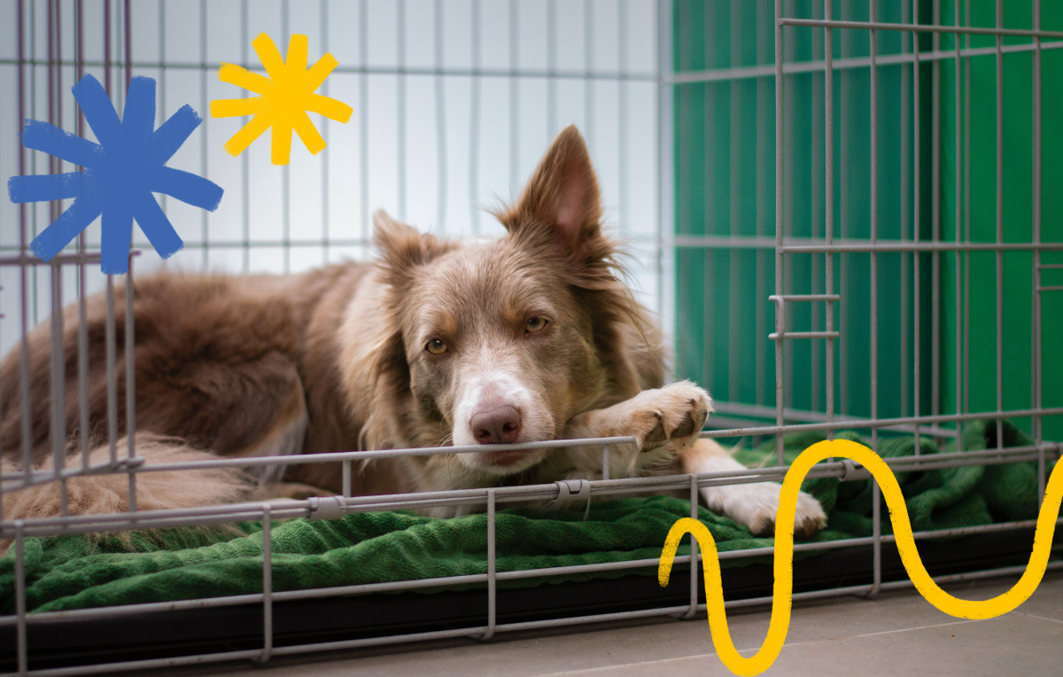 Keeping dog in clearance crate